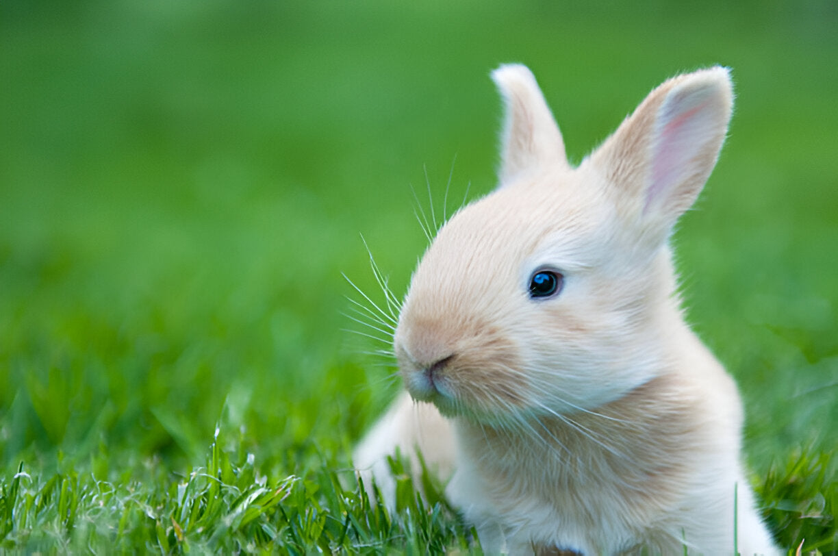 Bébé lapin géant flamand dans l'herbe